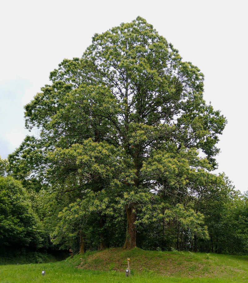 Ein Edelkastanien-Baum im Limousin, Frankreich.