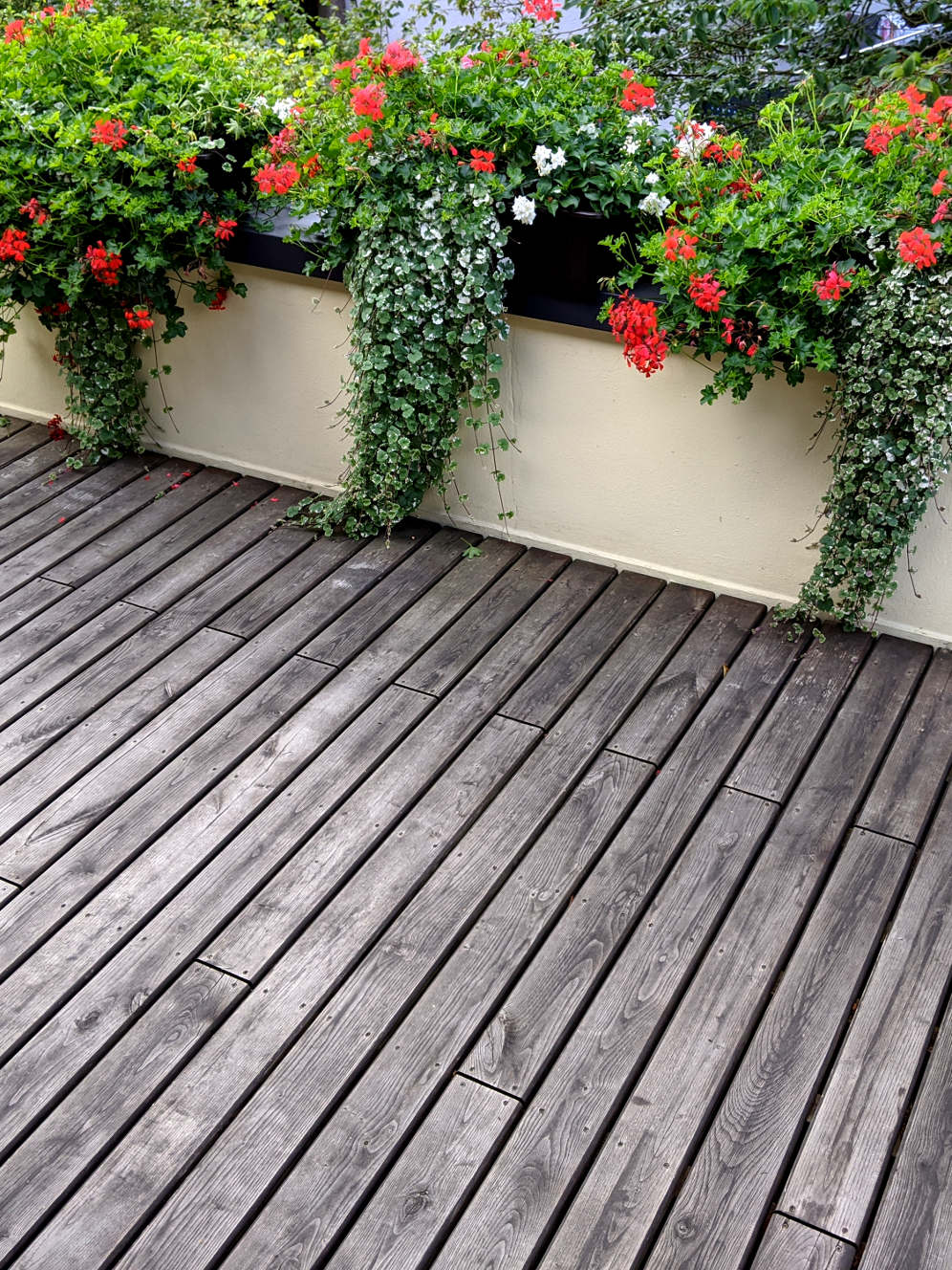 Eine Terrasse aus Kastanie-Dielen vor einer kleinen Mauer, auf der Blumenkästen mit Geranien stehen